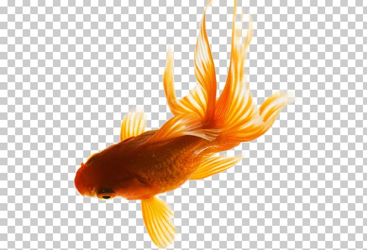 Goldfish PNG, Clipart, Bony Fish, Broom, Closeup, Computer Icons, Dots Per Inch Free PNG Download