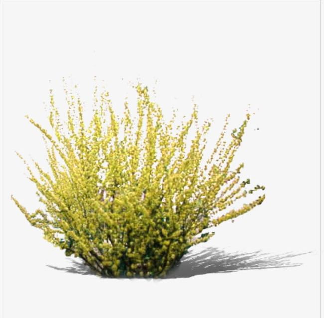 Grass PNG, Clipart, Grass, Grass Clipart, Underbrush, Yellow, Yellow Grass Free PNG Download