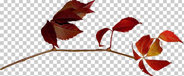 Leaf PNG, Clipart, Artworks, Autumn, Beak, Beautiful, Branch Free PNG Download