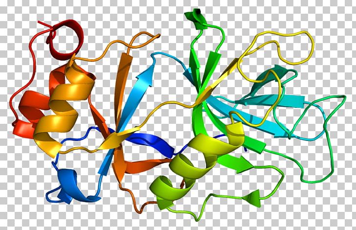 SPN1 Gene Protein SnRNP Wikipedia PNG, Clipart, Artwork, Chromosome 5, Encyclopedia, English, Food Free PNG Download