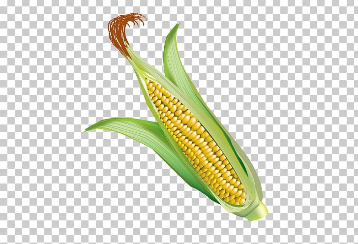 Corn On The Cob Maize Web Browser PNG, Clipart, Auglis, Category, Commodity, Corn, Corn On The Cob Free PNG Download