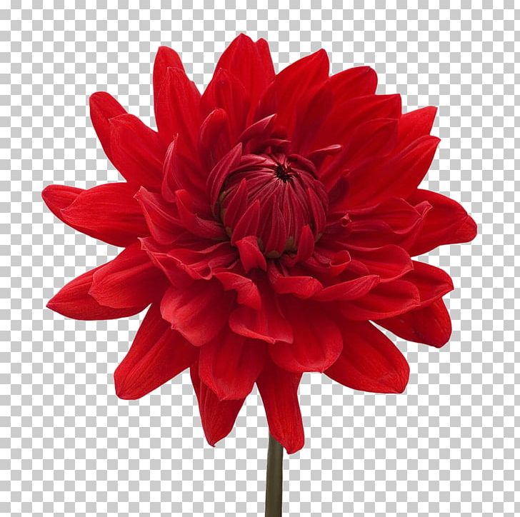 Dahlia Flower Blue Rose White PNG, Clipart, Blue, Chrysanths, Color, Cut Flowers, Dahlia Free PNG Download