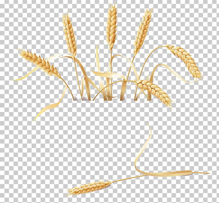 Golden Retriever Barley Wheat PNG, Clipart, Adobe Illustrator, Barley Farm, Barley Flour, Decoration, Download Free PNG Download