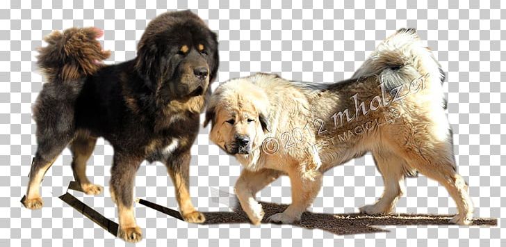 Giant Dog Breed Tibetan Mastiff English Mastiff PNG, Clipart, Breed, Carnivoran, Crossbreed, Dog, Dog Breed Free PNG Download