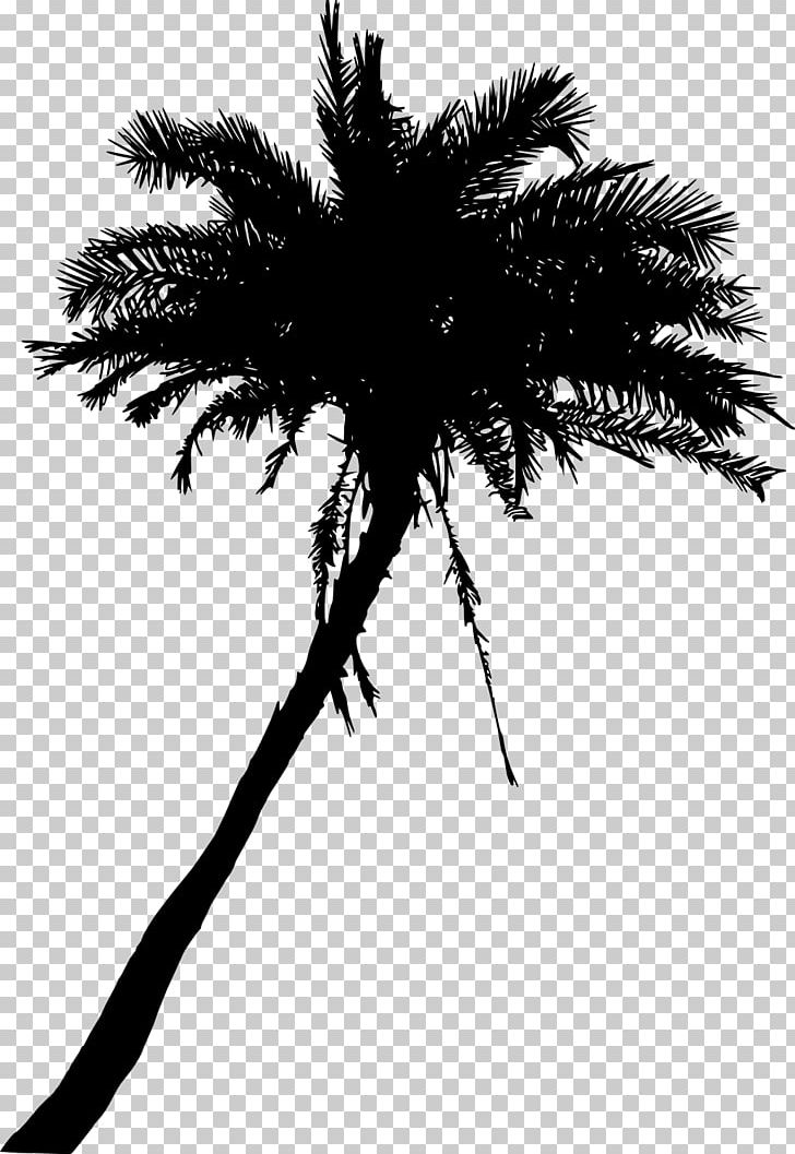 Arecaceae Tree Date Palm Woody Plant Asian Palmyra Palm PNG, Clipart, Arecaceae, Arecales, Black And White, Borassus, Borassus Flabellifer Free PNG Download