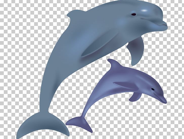Common Bottlenose Dolphin Spinner Dolphin Free Content PNG, Clipart, Blog, Bottlenose Dolphin, Coloring Book, Common Bottlenose Dolphin, Cuteness Free PNG Download