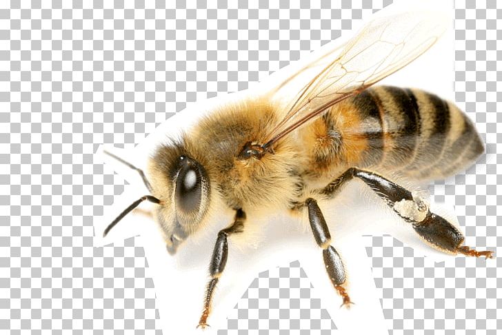 Honey Bee Mānuka Honey Beekeeping PNG, Clipart, Arthropod, Bee, Beekeeping, Bumblebee, Honey Free PNG Download