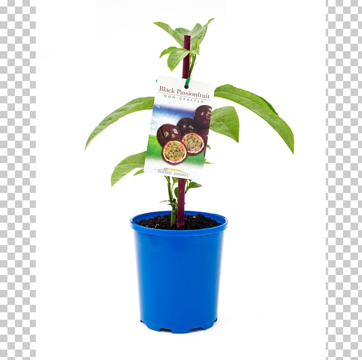 Tree Flowerpot Passion Fruit Vine Plant PNG, Clipart, Bunnings Warehouse, Citrus, Dahlia, Ficus Lyrata, Flowerpot Free PNG Download
