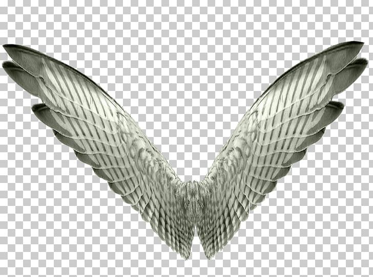 Bird Wing Butterfly Aile PNG, Clipart, Aile, Angel, Animal, Animals, Bird Free PNG Download