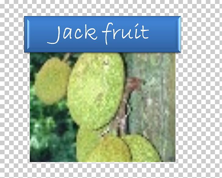Jackfruit Breadfruit Fruit Tree Soursop PNG, Clipart, Auglis, Biome, Breadfruit, Evergreen, Food Free PNG Download