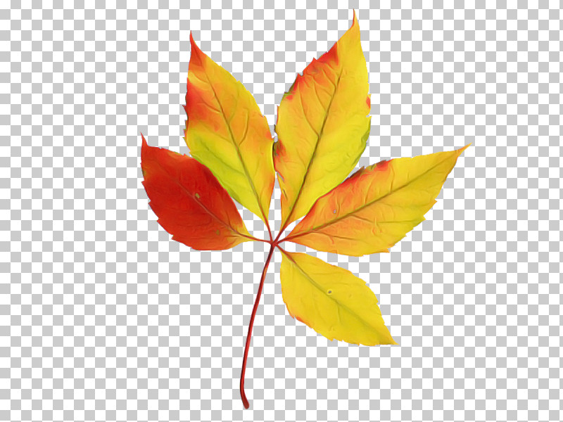 Maple Leaf PNG, Clipart, Black Maple, Deciduous, Flower, Leaf, Maple Leaf Free PNG Download