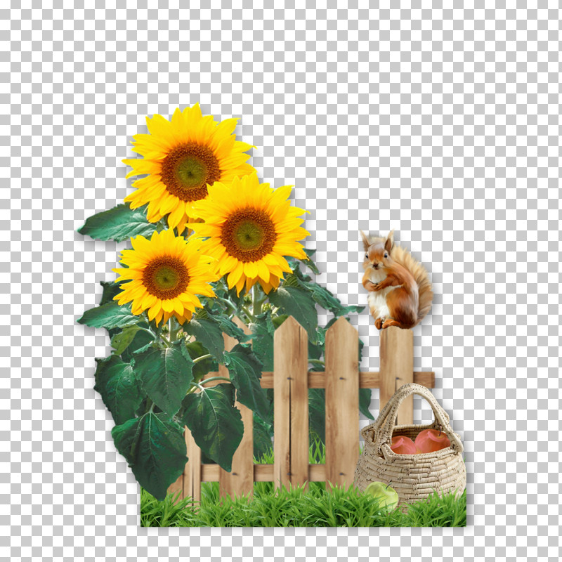 Sunflower PNG, Clipart, Asterales, Bouquet, Cut Flowers, Daisy Family, Flower Free PNG Download
