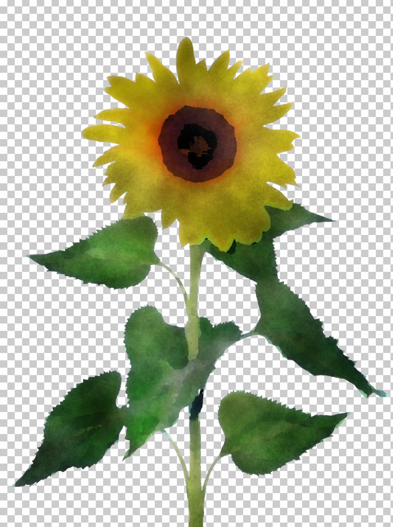 Common Sunflower Sunflower Seed Seed Annual Plant Daisy Family PNG, Clipart, Annual Plant, Common Sunflower, Daisy Family, Drawing, Plants Free PNG Download