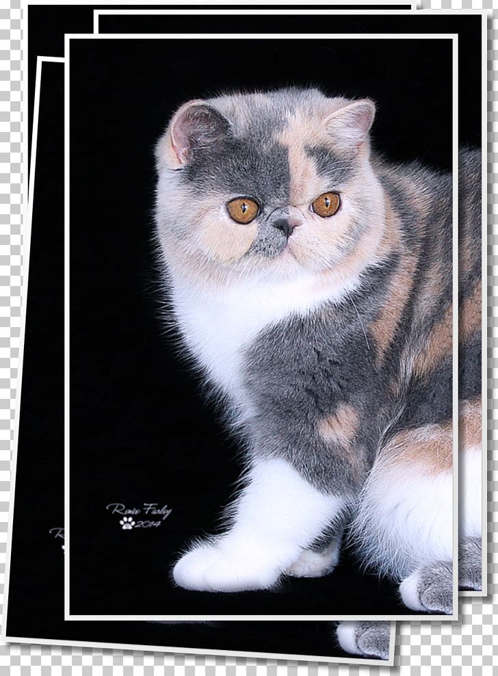 Exotic Shorthair Persian Cat American Wirehair European Shorthair British Semi-longhair PNG, Clipart, Animals, Asian, Brazilian Shorthair, British Semi Longhair, Carnivoran Free PNG Download