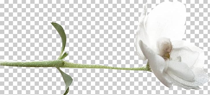 Plant Stem Cut Flowers Petal Bud PNG, Clipart, 1 May, Anime, Branch, Bud, Carnival Free PNG Download