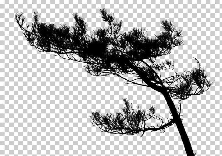 Image File Formats Photography Branch PNG, Clipart, Black And White, Branch, Campsite, Conifer, Download Free PNG Download