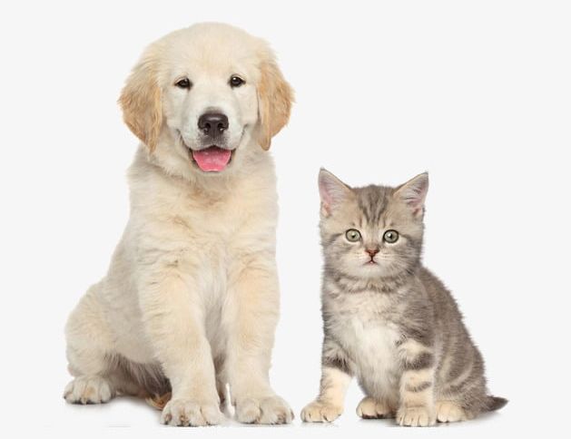 Cute Cats And Dogs PNG, Clipart, Cats, Cats Clipart, Cats Clipart, Cute, Cute Clipart Free PNG Download