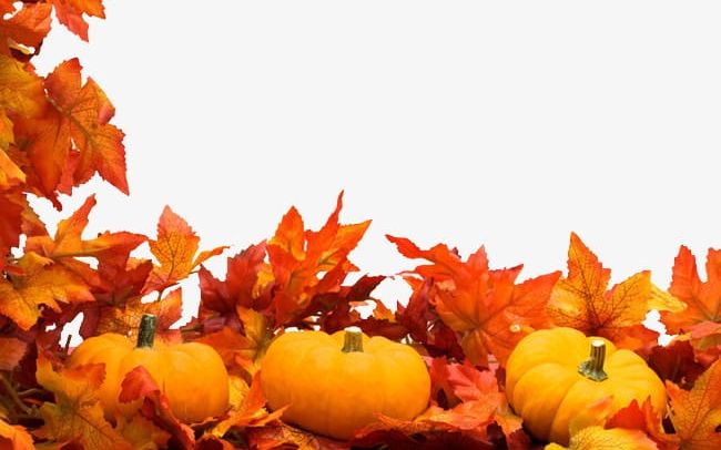 Maple Pumpkin PNG, Clipart, Autumn, Leaf, Maple, Maple Clipart, Maple Leaf Free PNG Download