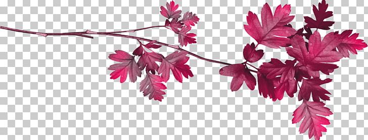Leaf PNG, Clipart, Adobe Imageready, Blossom, Botanical Illustration, Branch, Cherry Blossom Free PNG Download
