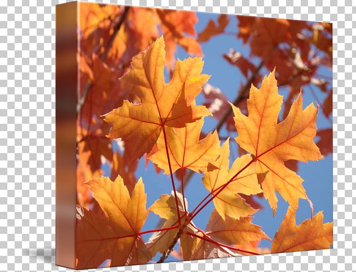Zazzle Greeting & Note Cards Post Cards Paper Wedding Invitation PNG, Clipart, Autumn, Birthday, Gift, Greeting Note Cards, Hat Free PNG Download