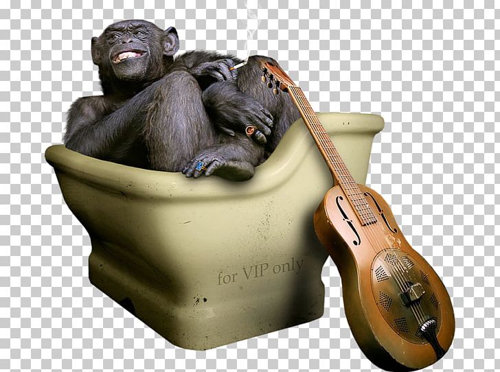 Gorilla Common Chimpanzee Illustration PNG, Clipart, Animal, Animals, Cartoon, Cello, Common Chimpanzee Free PNG Download