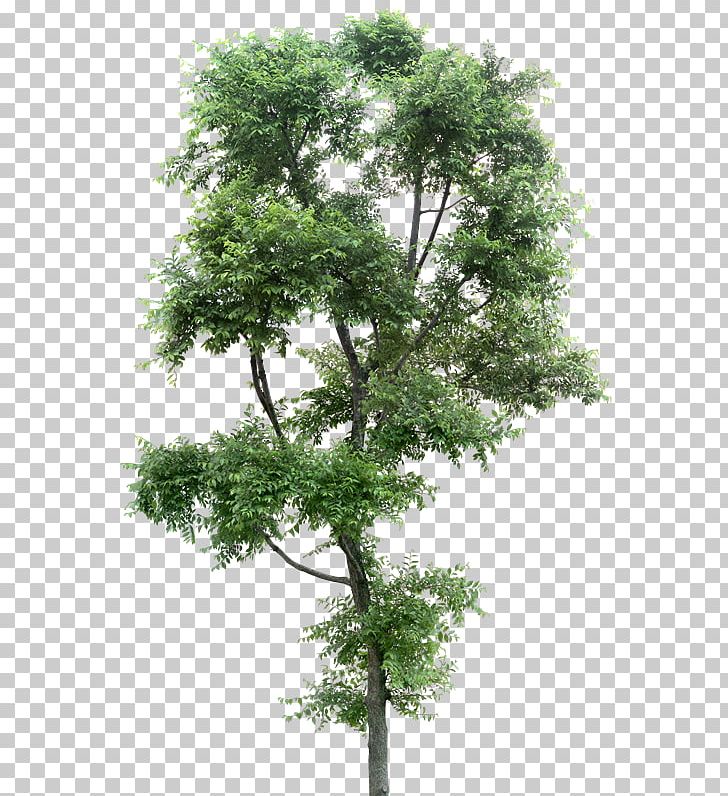 Populus Alba Tree Plant PNG, Clipart, Architecture, Branch, Cielo, Cottonwood, Evergreen Free PNG Download