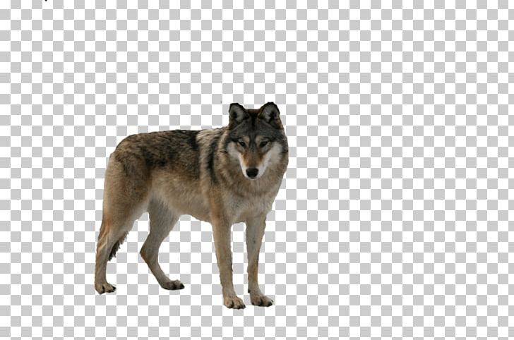 Wolfdog Coyote Fur Snout PNG, Clipart, Animals, Arbol, Arctic Wolf, Canis, Carnivoran Free PNG Download