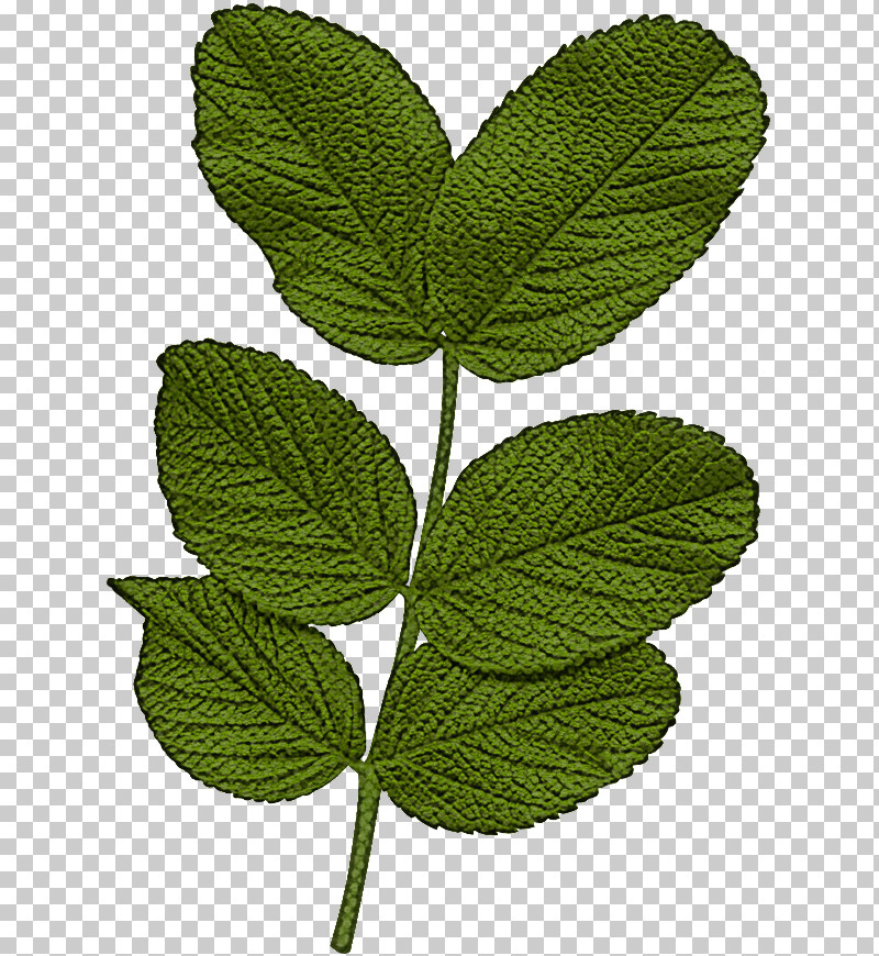 Leaf Plant Flower Slippery Elm Tree PNG, Clipart, Elm, Flower, Herb, Leaf, Nettle Family Free PNG Download