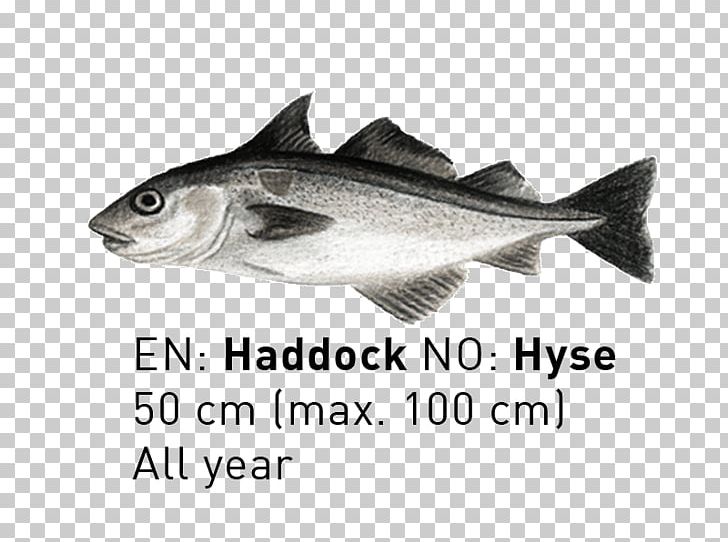 09777 Cod Fauna Salmon Oily Fish PNG, Clipart, Barramundi, Brand, Cod, Fauna, Fish Free PNG Download
