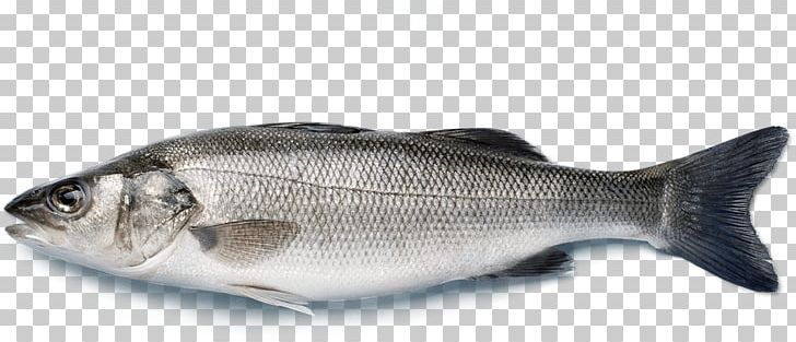 European Bass Japanese Sea Bass Striped Bass Fish PNG, Clipart, Animals, Atlantic Halibut, Barramundi, Bass, Black Sea Bass Free PNG Download
