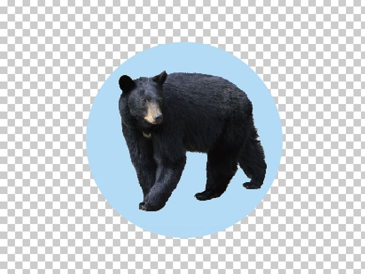 Polar Bear Brown Bear Florida Black Bear PNG, Clipart, American, American Black Bear, Animal, Animals, Animal Track Free PNG Download