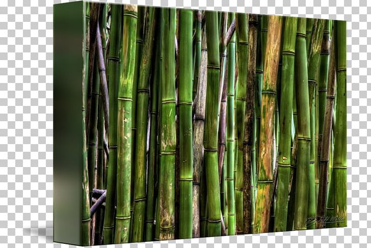 Tropical Woody Bamboos Camera Lens Flickr PNG, Clipart, Bamboo, Bamboo Forest, Camera, Camera Lens, Flickr Free PNG Download