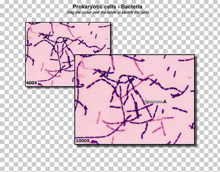 Bacterial Cell Structure Prokaryote Cytoplasm PNG, Clipart, Angle, Area, Bacteria, Bacterial Cell Structure, Biology Free PNG Download