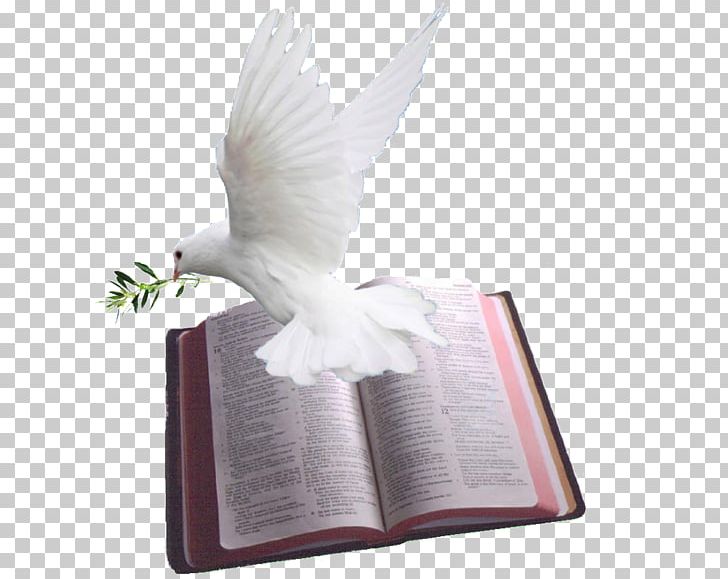 Chapters And Verses Of The Bible Psalms Doves As Symbols God PNG, Clipart, Beak, Bible, Bible Study, Bird, Chapters And Verses Of The Bible Free PNG Download