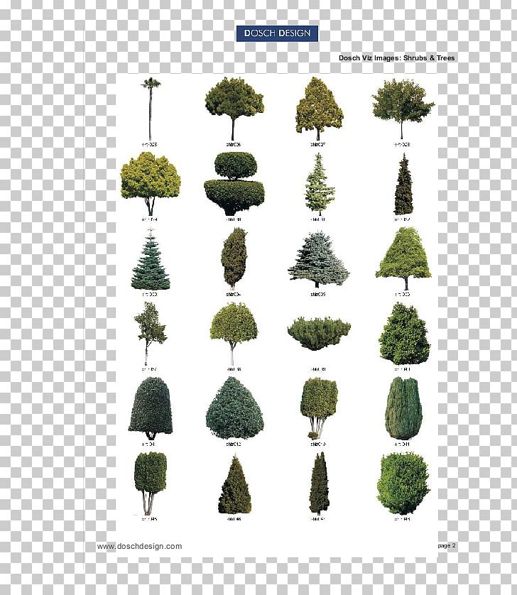 Conifers Shrub Tree Pine Douglas Fir PNG, Clipart, 3d Modeling, Conifer, Conifers, Douglas Fir, Evergreen Free PNG Download