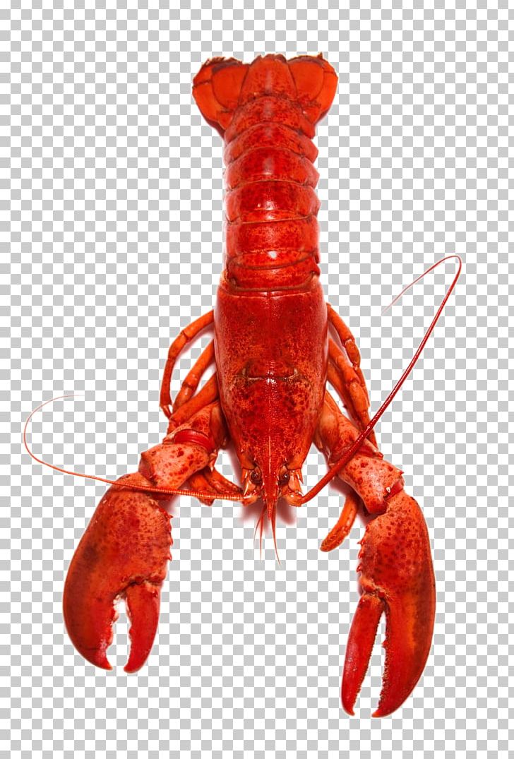 Homarus Crab Red Lobster Crayfish Cooking PNG, Clipart, Animals, Animal Source Foods, Cooking, Crab, Crustacean Free PNG Download