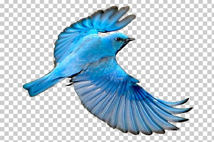 Blue Jay Mountain Bluebird Wing PNG, Clipart, Able, Animal, Animals, Be Able To, Beak Free PNG Download