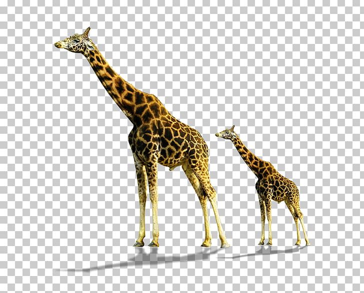 Northern Giraffe PNG, Clipart, Animal, Animals, Cartoon Giraffe, Drawing, Encapsulated Postscript Free PNG Download