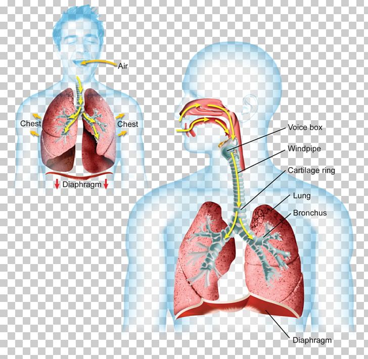 Breathing Thoracic Diaphragm Lung Respiratory System Carbon Dioxide PNG, Clipart,  Free PNG Download
