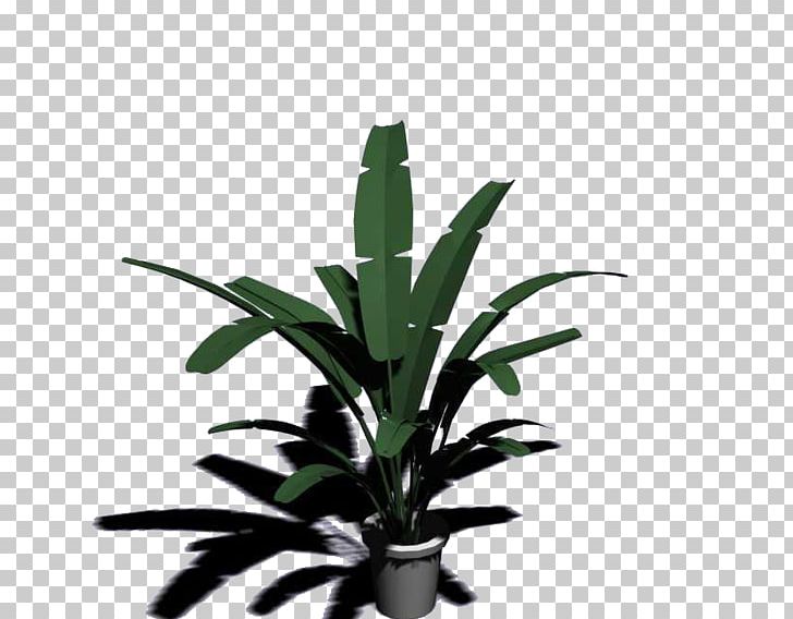 Musa Basjoo 3D Modeling Plant 3D Computer Graphics Autodesk 3ds Max PNG, Clipart, 3d Computer Graphics, 3d Modeling, Agave, Animation, Banana Free PNG Download