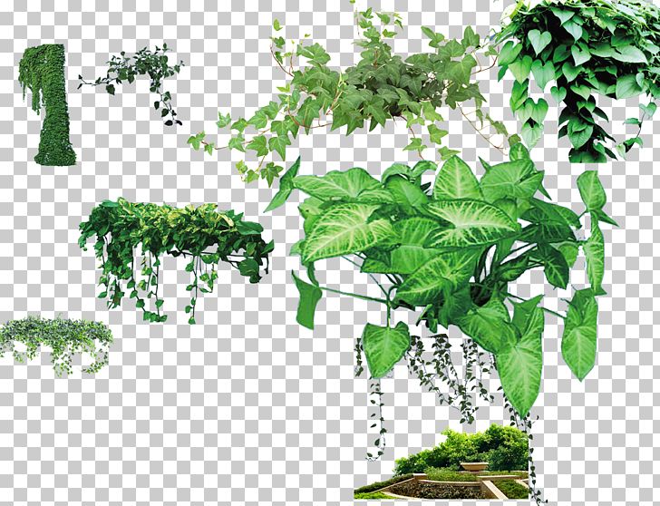 Parthenocissus Tricuspidata Plant Green Wall Computer File PNG, Clipart, Adobe Illustrator, Branch, Creeper, Download, Encapsulated Postscript Free PNG Download