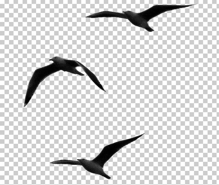Respect Sentence Gulls Word Opinion PNG, Clipart, Animal Migration, Beak, Bird, Bird Migration, Black And White Free PNG Download