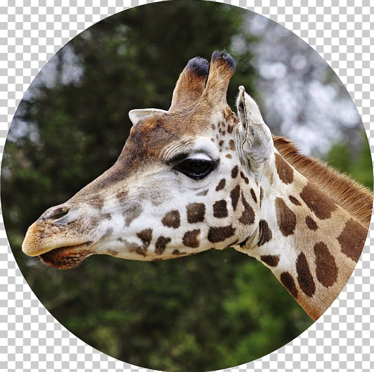 Reticulated Giraffe Lee Richardson Zoo Ruminant Camelopardalis Rothschild's Giraffe PNG, Clipart, Animals, Camelopardalis, Conservation, Eventoed Ungulate, Fauna Free PNG Download