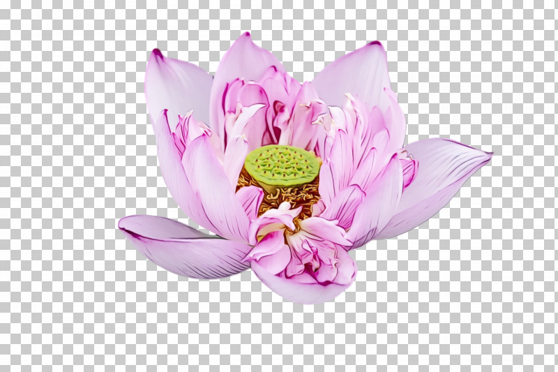 Aquatic Plant Proteales Cut Flowers Magnolia Market At The Silos Petal PNG, Clipart, Aquatic Plant, Biology, Cut Flowers, Flower, Magnolia Market At The Silos Free PNG Download