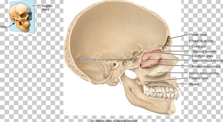 Ear Paranasal Sinuses Pituitary Gland Bone Anatomy PNG, Clipart, Anatomy, Bone, Cheek, Chin, Ear Free PNG Download