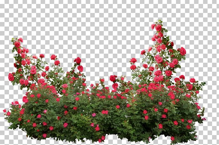 Garden Roses Memorial Rose Shrub Flower PNG, Clipart, Annual Plant, Branch, Bridalwreaths, Flower, Flowering Plant Free PNG Download