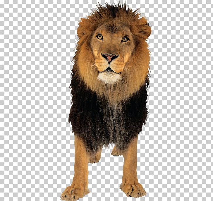 Lion Tiger PNG, Clipart, Animals, Background Black, Beasts, Big Cats, Black Free PNG Download