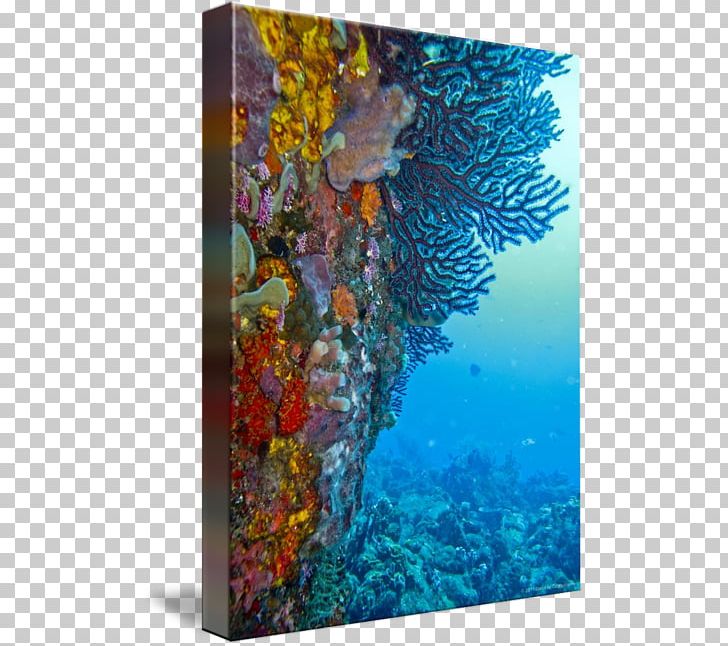 Coral Reef Fish Modern Art Marine Biology PNG, Clipart, Art, Biology, Canvas, Coral, Coral Reef Free PNG Download
