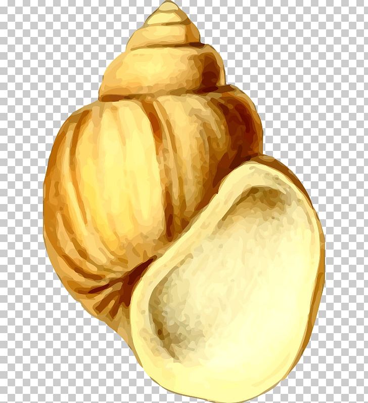 Seashell PNG, Clipart, Animals, Commodity, Computer Icons, Food, Gastropod Shell Free PNG Download