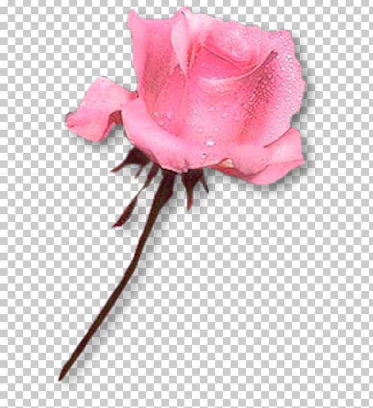 Baku Flower Festival Rose PNG, Clipart, Birthday, Cicek, Cicekler, Cicek Resimleri, Ciceksepeticom Free PNG Download